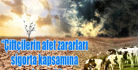 151 bin büyükbaş hayvan dağıtılacak