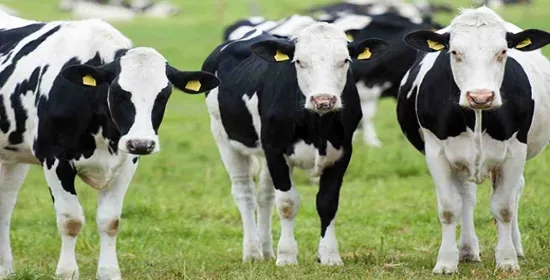 Tarihi Seyrini Değiştirebilecek Proje “YENİ İPEKYOLU”