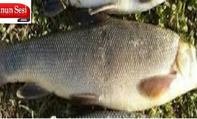 PALU-MURAT NEHRİNİN BALIKLARI(6)    