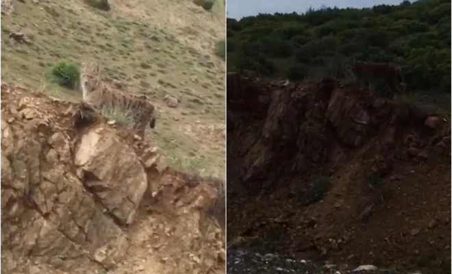 Nesli tükenmekte olan vaşak Palu`da görüldü-VİDEO