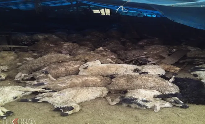 Elazığ’da kurtlar 110 koyunu telef etti 