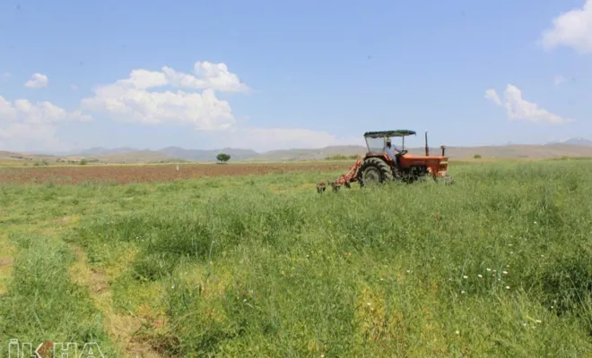 Kovancılar'da fiğ hasadı başladı-VİDEO
