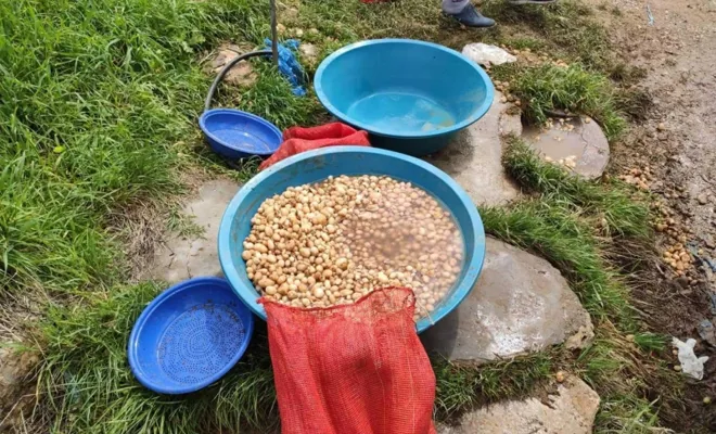 Elazığ'da salep soğanı toplayan 3 kişiye para cezası verildi