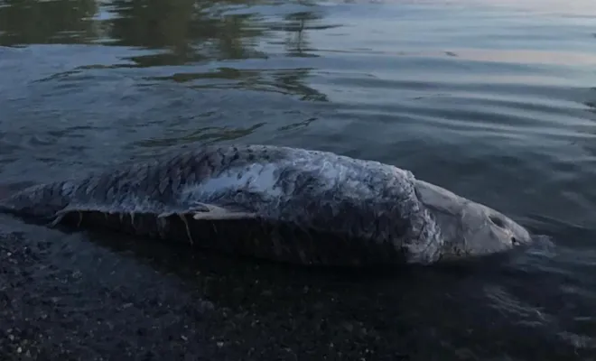 Hazar Gölünde balıklar kıyıya vurdu