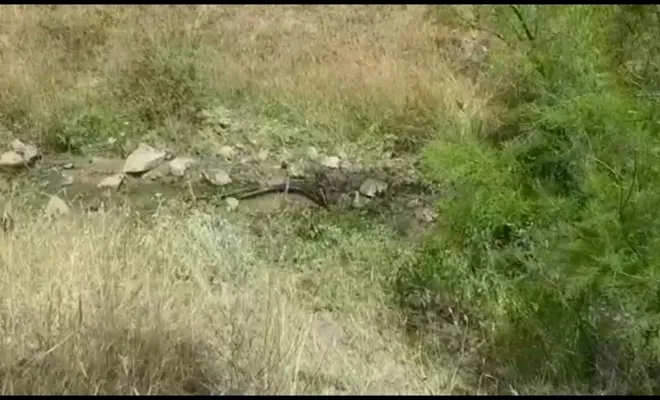 Yılanların çiftleşme Dansı Kameralara Yansıdı