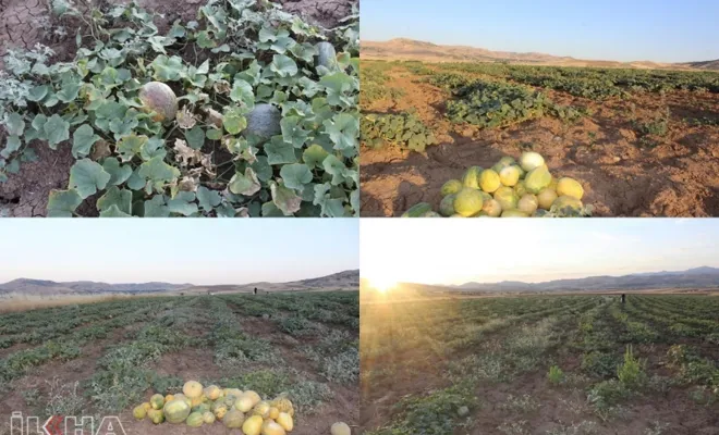 Elâzığ'da meşhur KULTİK KAVUN hasadı başladı 