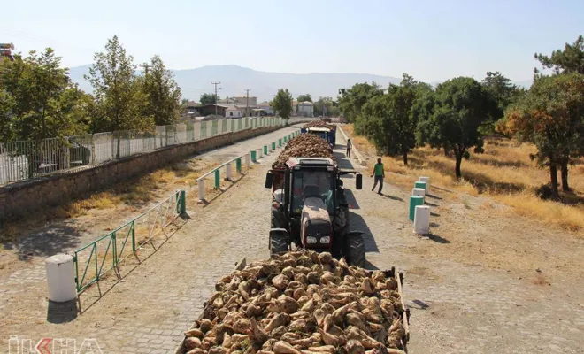 3 ili kapsayan "65'inci Pancar Kampanyası" 21 Eylül'de başlayacak