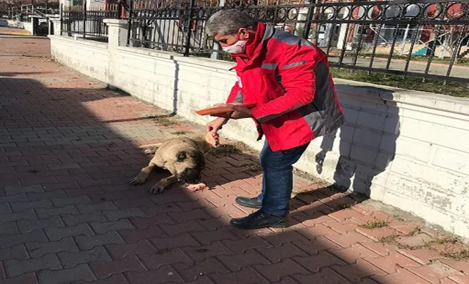 Palu Kızılayı Sokak Hayvanlarına Sahip Çıktı