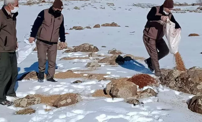 Kar yağışının olduğu yüksek yerlere yaban hayvanları için yem bırakıldı 