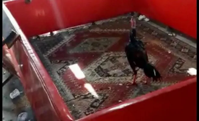 Palu'da horoz dövüşü baskını: 27 Gözaltı