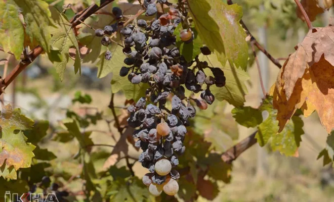 Bağ için ilaçlama dönemi 