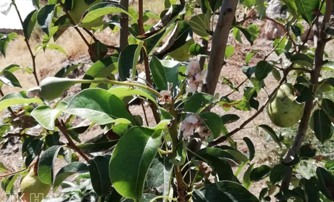 Eylül ayında armut ağacı çiçek açıp meyve tuttu