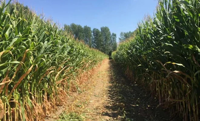 Çiftçilere destek ödemesi bugün hesaplara geçecek 
