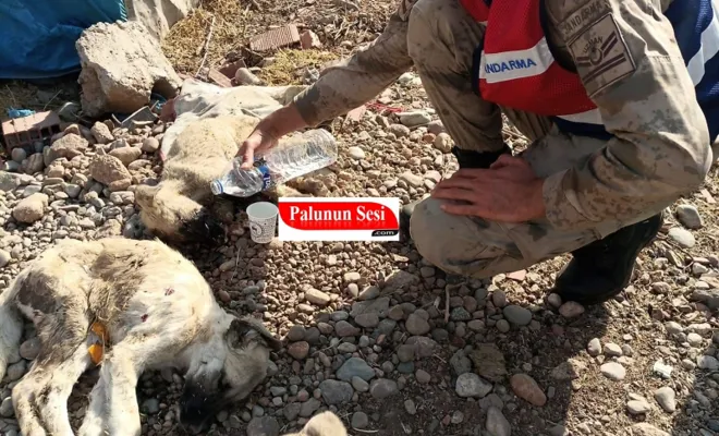 Palu`da Çöp Konteynerinde Ölüme Terkedilen Yavru Köpeklere Jandarma Şefkati