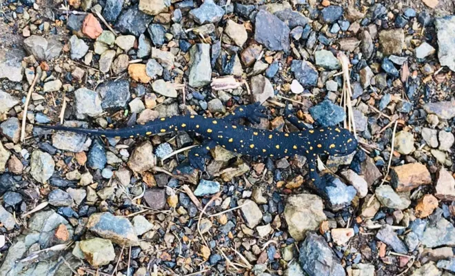 Palu'da nesli tükenmekte olan sarı benekli semender bulundu