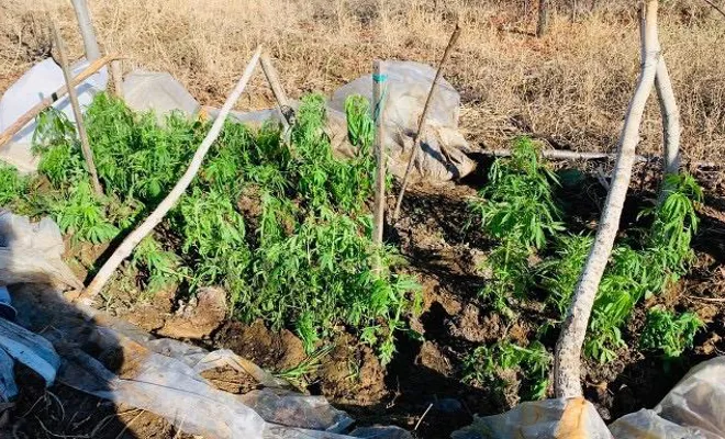 Serada yetiştirilen 241 kök kenevir ele geçirildi 