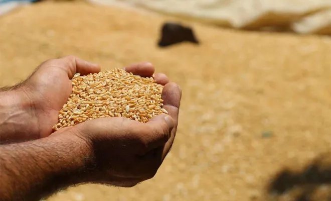 TMO: Ocak ayı hububat satışlarına Aralık 2021 fiyatlarıyla devam edilecek 