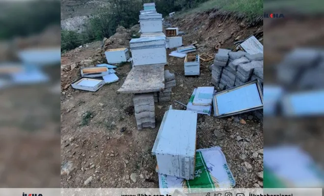 Ayı, bal yemek için arı kovanlarını parçaladı