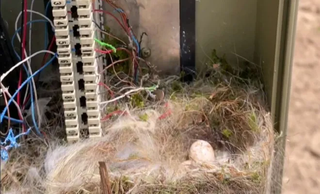 Kovancılar'da Telekom’un lokal kutusundan kuş yuvası çıktı 